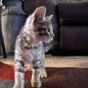 mccoullymichellr avatar