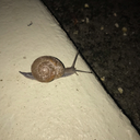 mccrapplejacks avatar