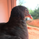 mcpigeonface33-blog avatar