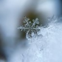 mcytblrholidayexchange avatar