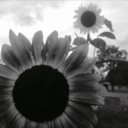 me-surviving-myself avatar