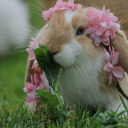 meadowbunny76 avatar