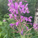 meadowgoddess avatar