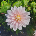 meadowpuffball avatar