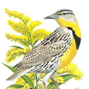 meadowslark avatar