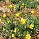 mealfucker471 avatar