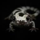 meandering-salamander avatar