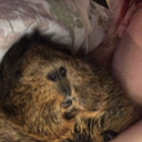 meandmypiggies avatar