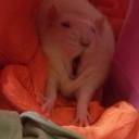 meatorphanage avatar