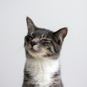 mechanical-kitty avatar