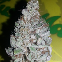 medellin-pablo avatar