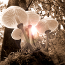 medicinalmushroomthings-blog avatar