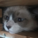 mediocre-laine avatar