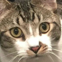 mediocrehumur avatar