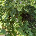 meditationeveritatis avatar