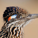 mediterranean-ground-cuckoo avatar