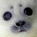 meesemicemoyse avatar