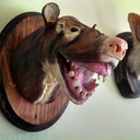 meesh-capisce avatar