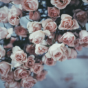 meetcuteprompts avatar