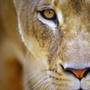 meetmehalfwayyy avatar