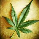 mega-cannabis-blog avatar