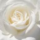 mega-shy-student avatar