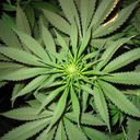 mega-x-1-universe avatar