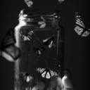 megaanabutterfly avatar