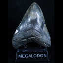 megalodon-teeth avatar