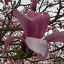 megamijadeheart avatar