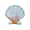 megans-bluesummer avatar