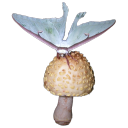 megans-greensummer avatar