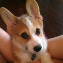 megatroncorgi avatar