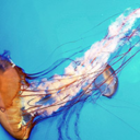 meghantopus-blog avatar