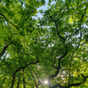 meine-waldmomente avatar