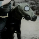 meinlieberdreihund avatar