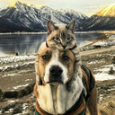 meiobostalove avatar