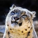 mekklesfreckkles avatar