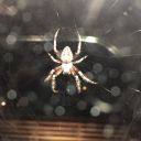 melanch0lymist avatar