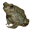 melancholic-goblin avatar