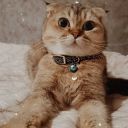 melancholiconee avatar