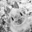 melancholijne-brzaski avatar