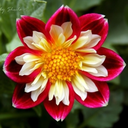 melancholy-and-smiles avatar