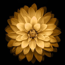 melaninmonique avatar