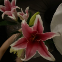 meldigogreenfott avatar