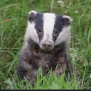 melesmelesmeles avatar