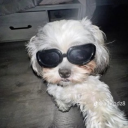 meli-kittycatmeow avatar