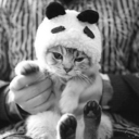 melissachulis avatar