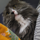 melissamceagle avatar