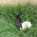 mellowch-thebadgirl avatar